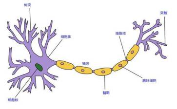 神經元圖片