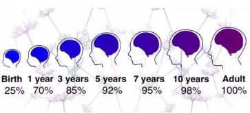 人腦發育過程